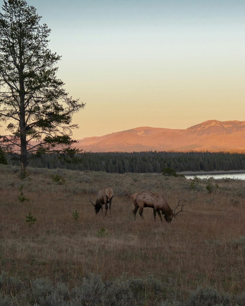A serene view of elk grazing in Yellowstone during sunrise, showcasing natural beauty.